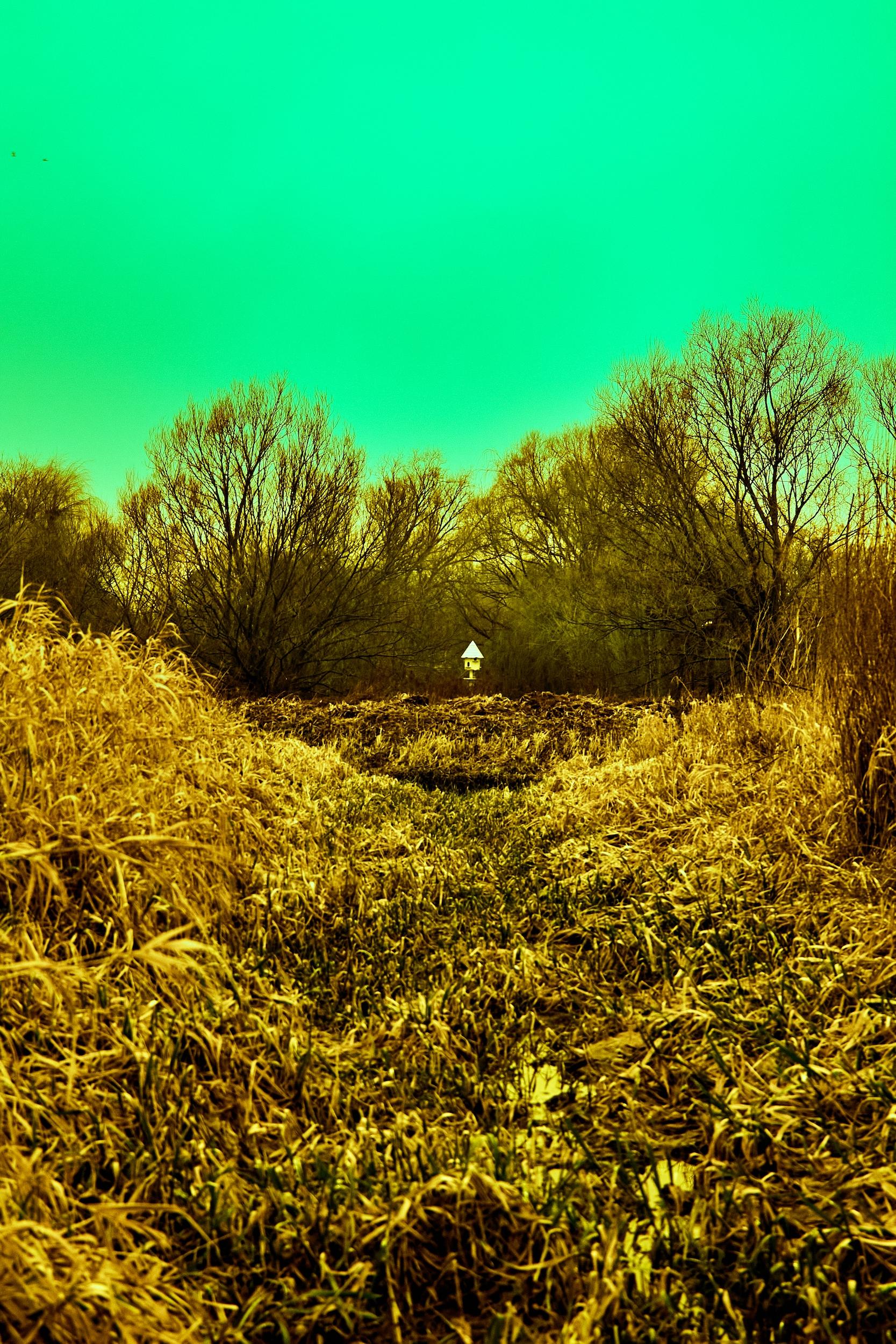 An infrared image taken of the local area in Canterbury by the field side. Shot on self-converted infrared Canon 700D.
