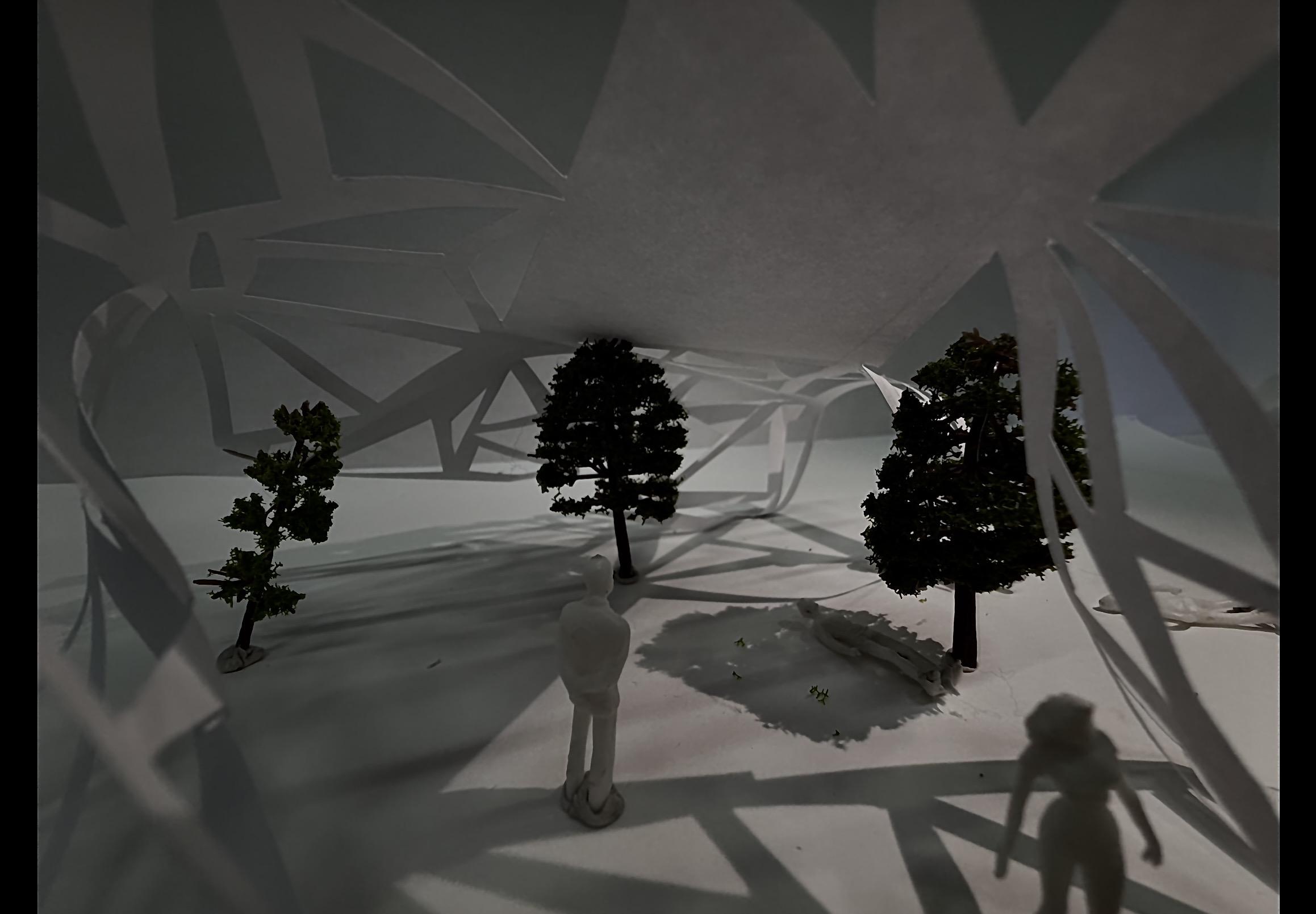 Cape Cover Forest