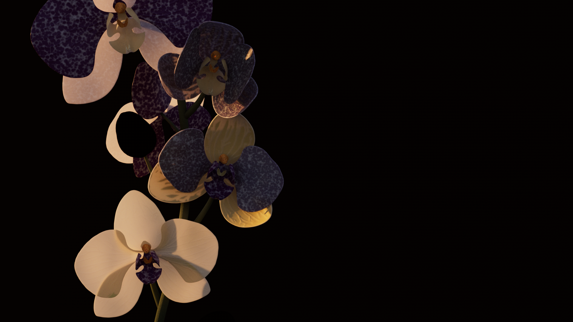 Orchids